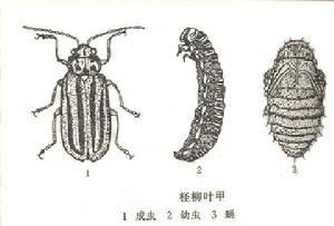 檉柳葉甲 檉柳葉甲