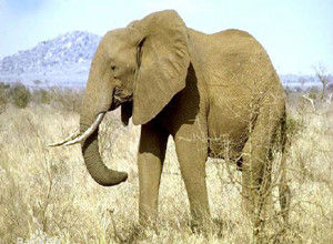 國家重點保護野生動物亞洲象