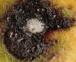 敗醬殼針孢 敗醬殼針孢