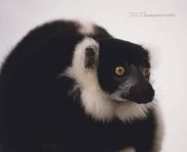 黑白領狐猴 黑白領狐猴