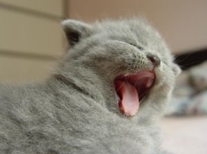 （圖）蘇格蘭折耳貓