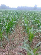 玉米