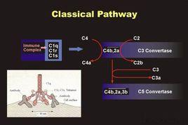 過敏毒素 過敏毒素