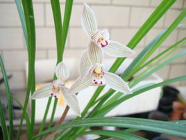 寬葉荷瓣 寬葉荷瓣