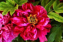 洛陽神州牡丹園 洛陽神州牡丹園