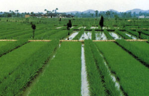 農田生態系統 農田生態系統