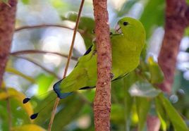 綠扇尾鸚哥 綠扇尾鸚哥