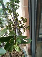 短柄山桂花 短柄山桂花