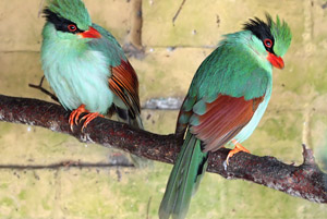 藍綠鵲 Cissa chinensis