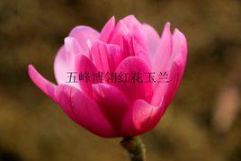 嬌蓮[林業植物新品種]