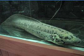 杜茲肺魚 杜茲肺魚