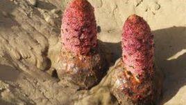 青海鎖陽 青海鎖陽