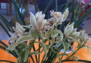 麻色蓮瓣麻殼素