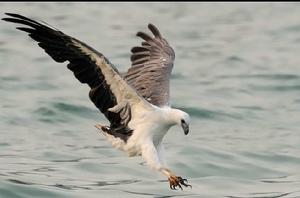 白腹海雕 白腹海雕