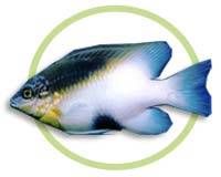 黑斑盤雀鯛 黑斑盤雀鯛