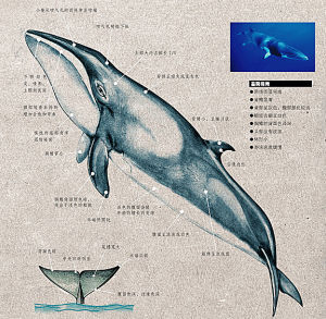 小露脊鯨