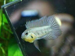 黑間短鯛 黑間短鯛