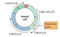 Cyclin的周期性變化