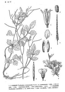 星毛秀柱花 星毛秀柱花