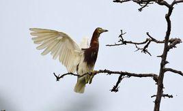 攀高枝兒 攀高枝兒