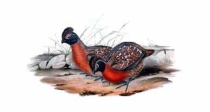 棕胸鶉鳩 棕胸鶉鳩