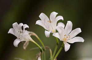 曼陀羅花 曼陀羅花