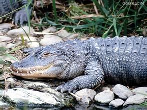 沼澤鱷魚 沼澤鱷魚