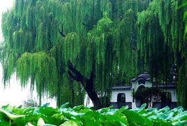大明湖垂柳 大明湖垂柳