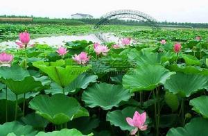 白洋淀荷葉茶 白洋淀荷葉茶