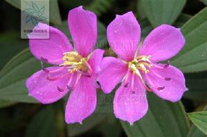 多花野牡丹[植物]