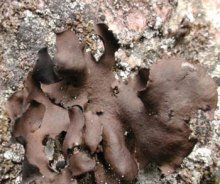 廬山石耳 廬山石耳