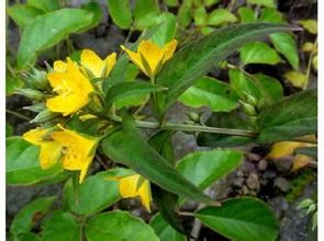 石棉過路黃 石棉過路黃