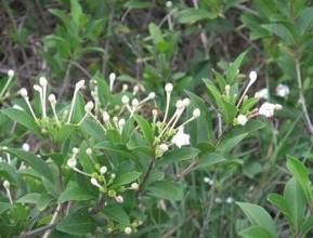 管花組[馬鞭草科大青屬]