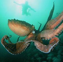 巨型章魚