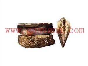 諾亞魁蛤 諾亞魁蛤