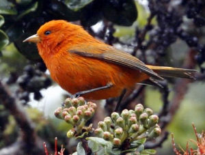 夏威夷蜜旋木雀 夏威夷蜜旋木雀