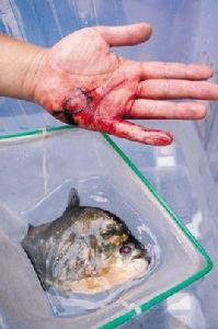 柳州食人魚 柳州食人魚