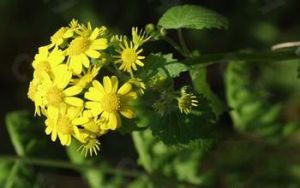 白背蒲兒根 白背蒲兒根