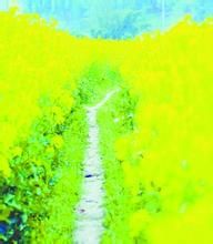 龍宮油菜花 龍宮油菜花