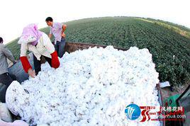 順風[專業棉紡行業入口網站名]