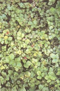 和尚頭草 和尚頭草