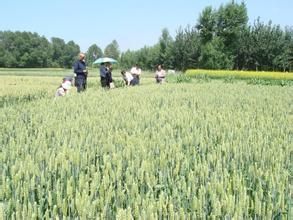 蘭天28號 蘭天28號