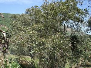 小瓦鍋村農村經濟-泡核桃