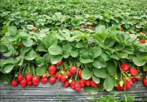 南澳生態園 南澳生態園