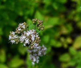 牛至[管狀花目唇形科植物]