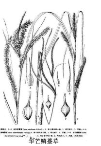 華芒鱗薹草 華芒鱗薹草