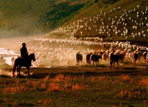 張元剛[內蒙古源源能源集團總經理助理]