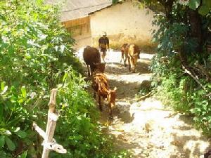 羅乾慶自然村農村經濟-養殖業