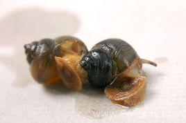 門河泰國田螺 門河泰國田螺