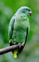 鱗頸亞馬遜鸚鵡 鱗頸亞馬遜鸚鵡